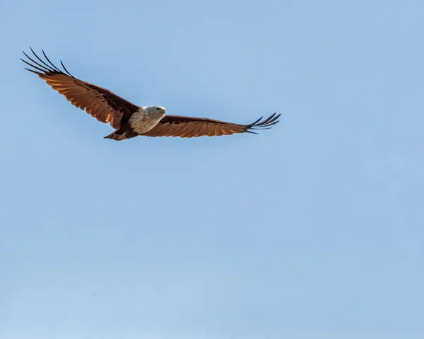 A Red Backed Sea eagle flying with horizontal wings
