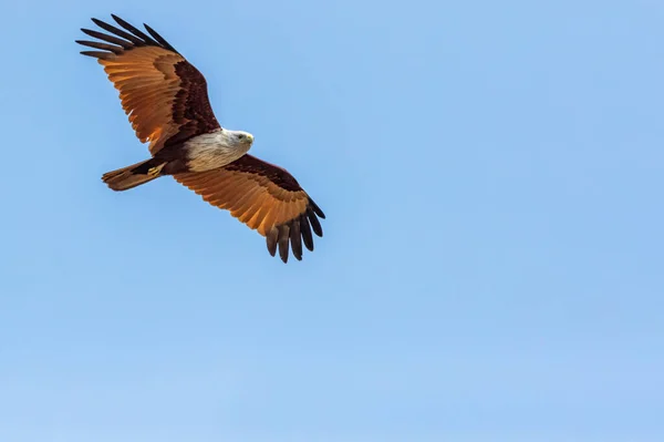 A Red Backed Sea eagle flying high in blue sky