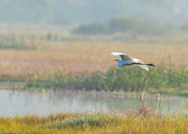 Islak toprakların üzerinde uçan bir balıkçıl.