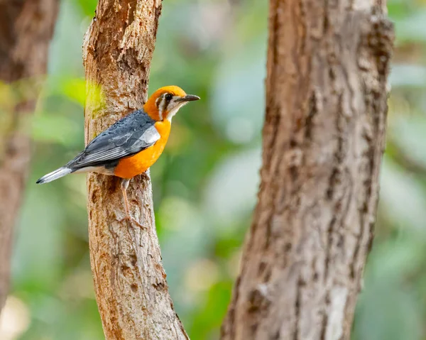 Ağacın üzerinde portakal başlı ardıç kuşu