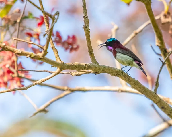Ein Purpurroter Zurück Sonnenvogel Ruft Von Einem Baum — Stockfoto