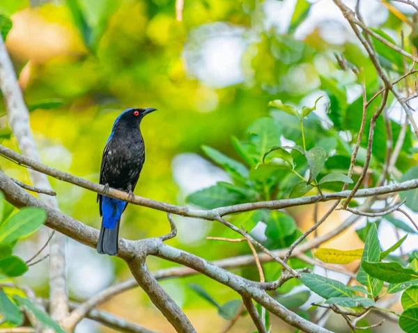 Asiático Fada Azul Pássaro Floresta — Fotografia de Stock