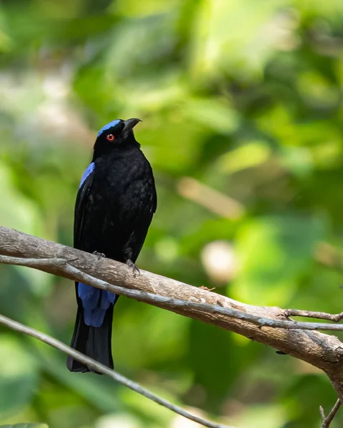 Синій Азіатський Птах Фейрі Сидить Гілці — стокове фото