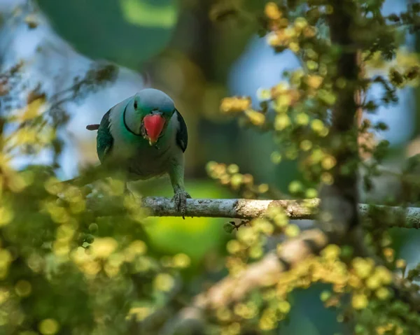 Egy Kék Szárnyú Papagáj Pihen Egy Ágon — Stock Fotó
