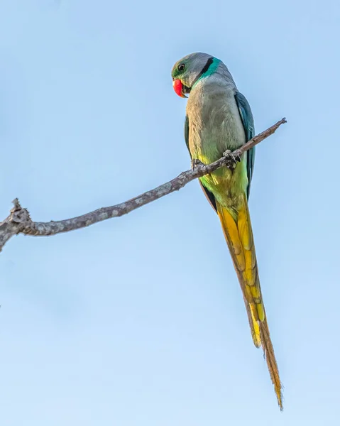 Modrý Okřídlený Papoušek Hledící Větve — Stock fotografie