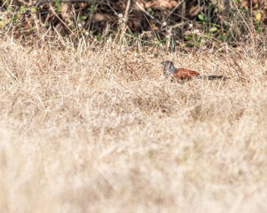 Kuru otların arasına saklanmış daha büyük bir Coucal