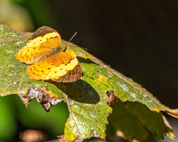 Yaprağın Üzerinde Bir Cupha Kelebeği — Stok fotoğraf