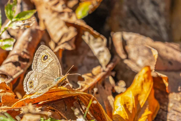 Common Four Ring Butterfly Sitting Dry Leafs — Stock Photo, Image