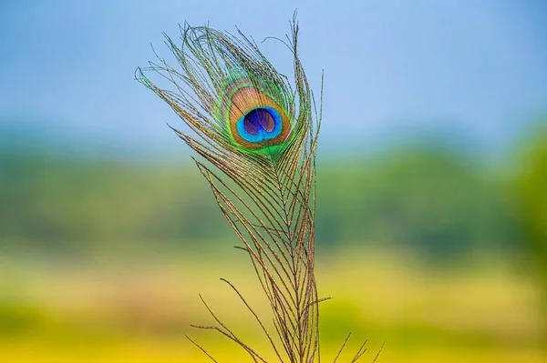Peacock Fjær Sin Fulle Skjønnhet – stockfoto
