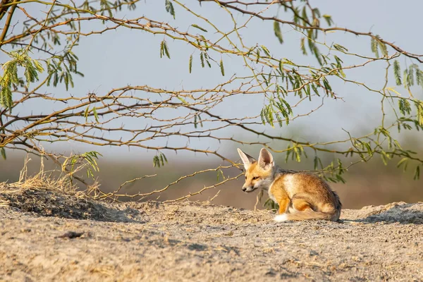 Juvenile of desert fox enjoying early sun