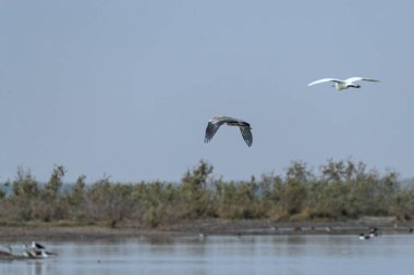 Islak bir arazide uçan gri bir balıkçıl.