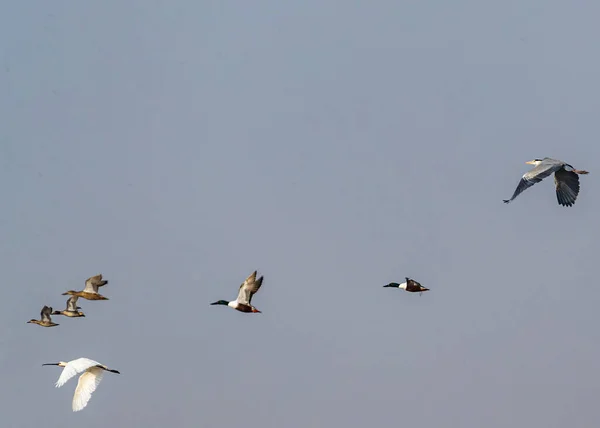 Fåglar Flygning Grey Heron Spoon Faktureras Och Norra Skyfflare Över — Stockfoto