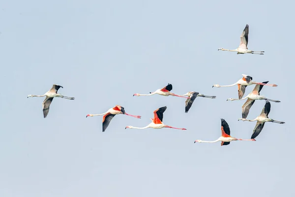 A flock of flamingos in flight