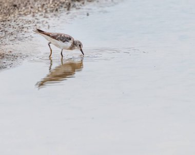 Gölde yiyecek arayan bir fırtına.