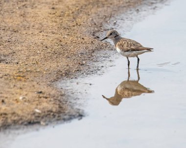 Sudan geriye bakan bir Temminck Stint