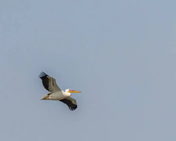 Grande Pelicano Branco Voando Com Asas Horizontais — Fotografia de Stock