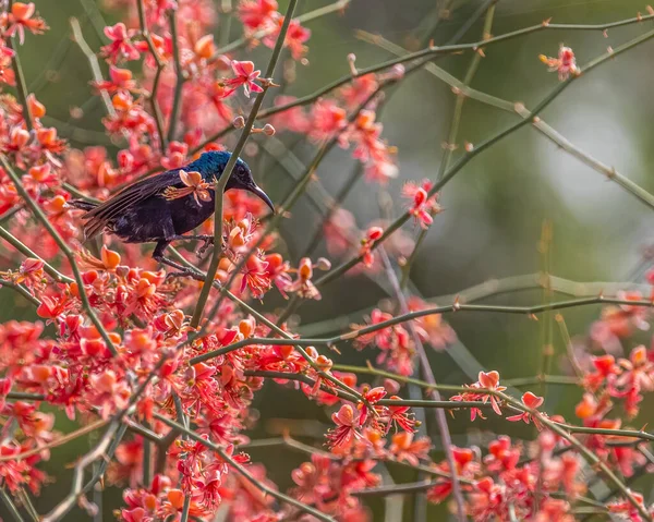 Ein Lila Sonnenvogel Der Auf Einem Baum Ruht — Stockfoto
