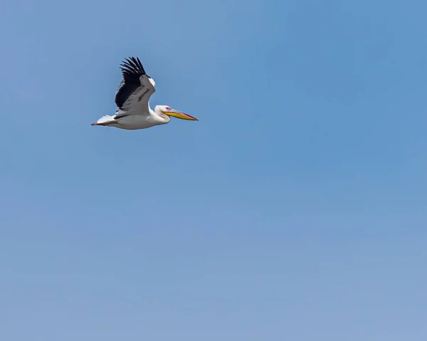 Grande Pelicano Branco Voo Com Asas Forma — Fotografia de Stock
