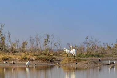 Islak kara kaşığının diğer kuşlarla faturalandığı bir sahne.