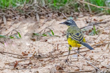 Sarı bir kuyruk yiyecek arama sahası.
