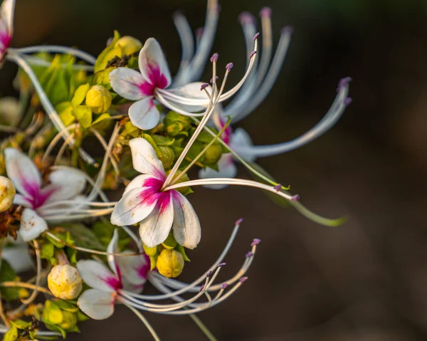 Vita Vat Flower Det Vilda — Stockfoto