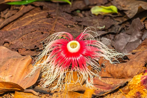 Careya Arborea Flower Back — Stock Photo, Image