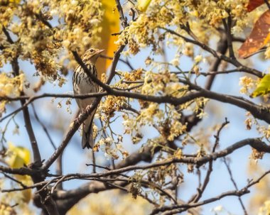 Ağaçta dinlenen bir zeytin çekirdeği.