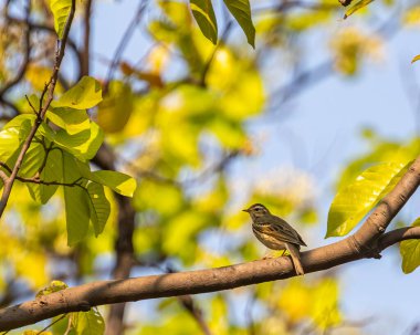 Bir zeytin tanesi ağaçtan geriye bakıyor.