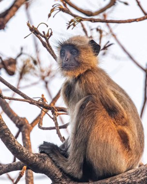 Ağaçta dinlenen bir Langoor