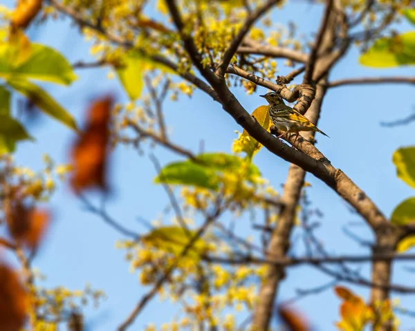 Ein Mit Oliven Unterlegter Pipit Auf Einem Baum — Stockfoto