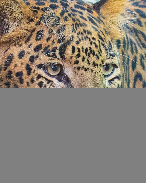 Leopardo Primer Plano — Foto de Stock