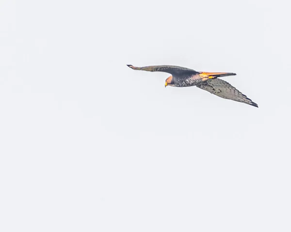 Hawk Flight Blue Sky — Stock Photo, Image