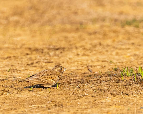 Uma Ashy Coroado Sparrow Lark Fêmea Chão — Fotografia de Stock