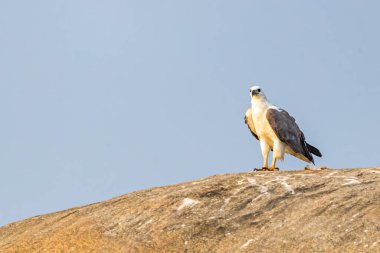 Beyaz Göbekli Deniz Kartalı kayadan kameraya bakıyor.