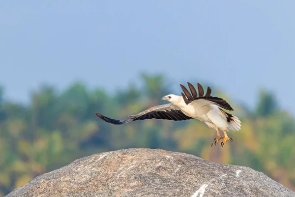 Een White Bellied Sea Eagle Vlucht Een Rots — Stockfoto