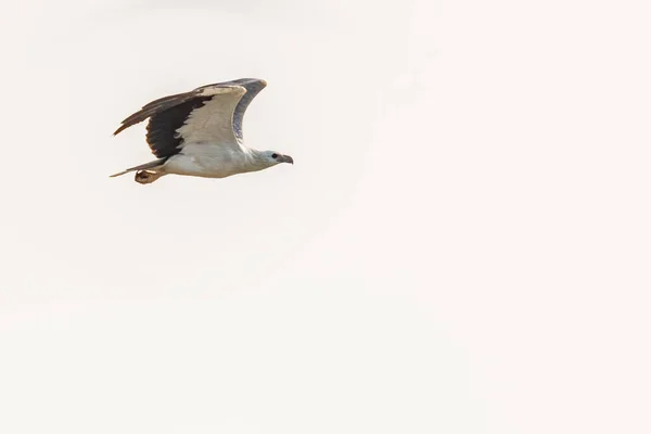 Gökyüzünde Uçan Beyaz Karınlı Bir Kartal — Stok fotoğraf