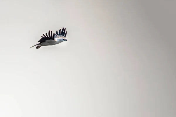 Белый Пузатый Орёл Полёте Горизонтальными Крыльями Небе — стоковое фото