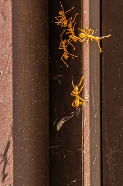 창문을 어슬렁 거리는 개미들의 — 스톡 사진