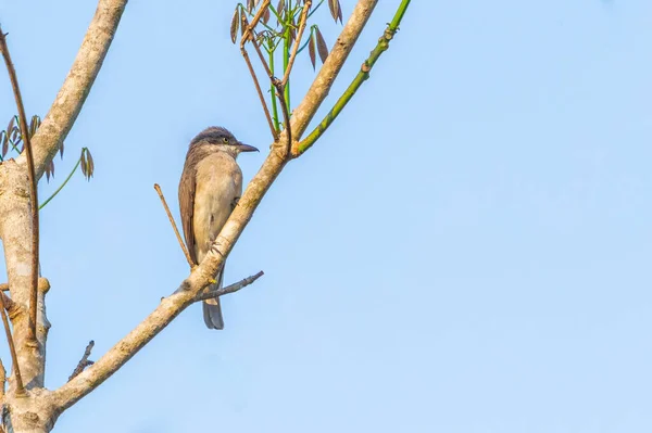 A greater wood Shrike resting on a tree