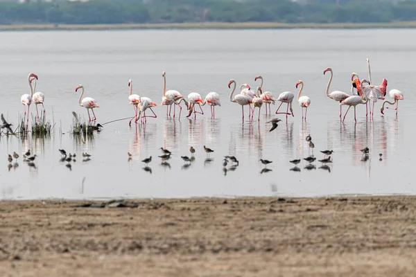 Ein Schwarm Flamingos Einem See — Stockfoto
