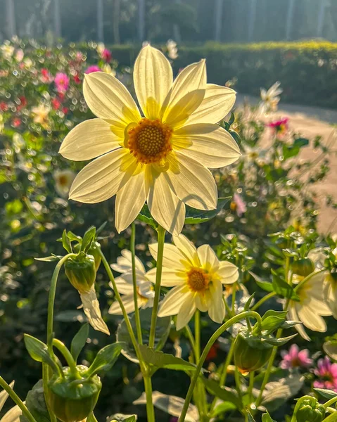 Dahlia Květina Proti Podsvícení — Stock fotografie