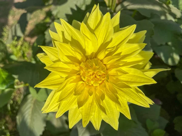 Ένα Κίτρινο Λουλούδι Dahlia Ανθίζει Στον Κήπο — Φωτογραφία Αρχείου