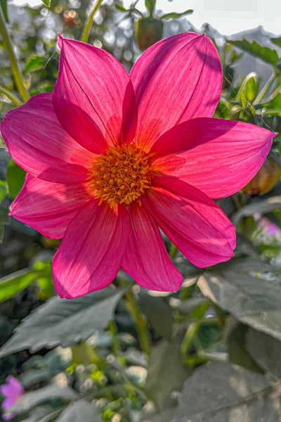 Różowa Dahlia Tylnym Świetle — Zdjęcie stockowe