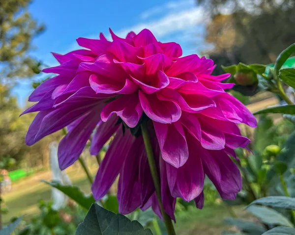 Dahlia Rose Fleurissant Dans Jardin — Photo
