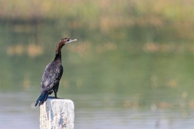 Sütunun üstünde bir karabatak