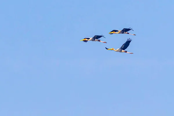 Três Cegonhas Pintadas Voando Céu Azul — Fotografia de Stock