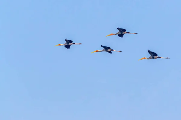 Fyra Målade Storkar Flyger Array — Stockfoto