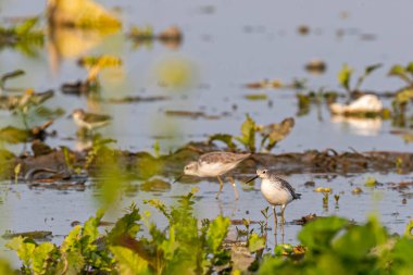 Yiyecek arayan bir Bataklık Çulluğu