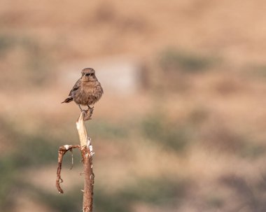 Kameraya bakan dişi bir Bush Sohbeti