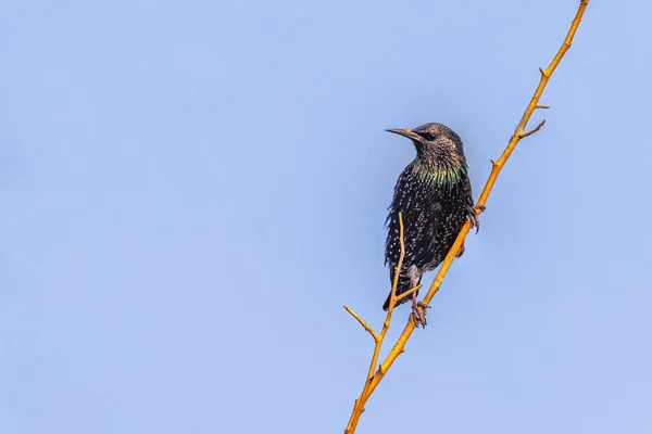Eurasian Starling Perching Tree — Stock Photo, Image